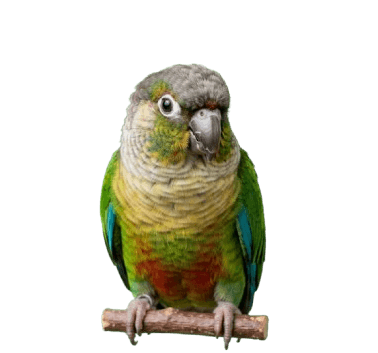 Bird Food