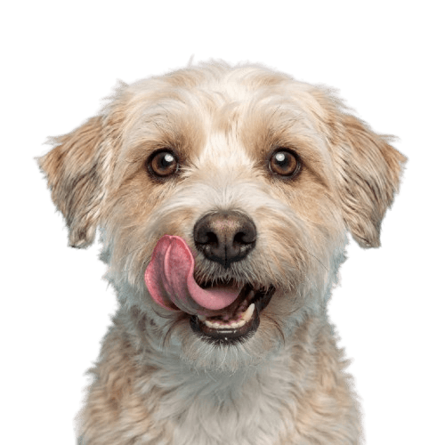Dog Food
