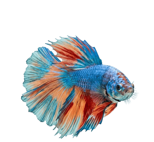 Fish Food