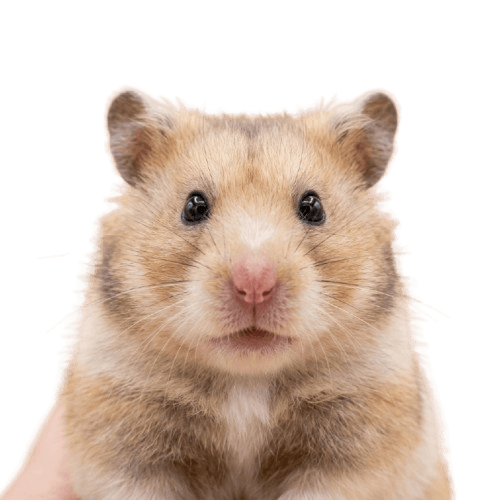 Small Pet Food