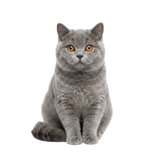 UK Cat