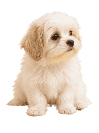 Sitting dog